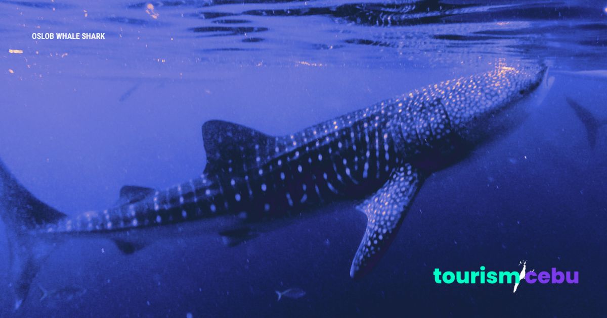 Why Cebu Should Be Your Next Adventure